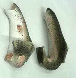Wooden Hand-painted Rainbow Trout Hook