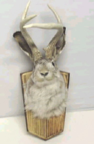 Genuine Texas Jackalope